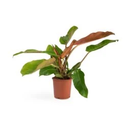 Philodendron Prince Of Orange -Indoor Plants Store Philodendron Prince of Orange 17x35cm