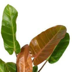 Philodendron Prince Of Orange -Indoor Plants Store Philodendron Prince of Orange 17x35cm close up