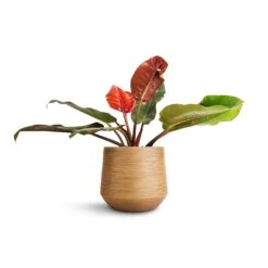 Dune Darcy Planter - Almond 15 Dune Darcy Planter - Almond -Indoor Plants Store Philodendron Prince of Orange 17x50cm Dune Darcy Planter Almond 30x26cm