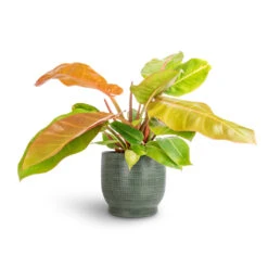 Philodendron Prince Of Orange -Indoor Plants Store Philodendron Prince of Orange 17x50cm Lykke Plant Pot Sage 21x20cm