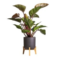 Philodendron Red Beauty 17 Philodendron Red Beauty -Indoor Plants Store Philodendron Red Beauty 27x100cm Charlie Plant Pot Low Stand Black Washed