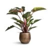Philodendron Red Beauty -Indoor Plants Store Philodendron Red Beauty 27x100cm Ryan Plant Pot Shiny Gold 36x32cm