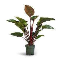 Philodendron Red Beauty 15 Philodendron Red Beauty -Indoor Plants Store Philodendron Red Beauty 27x90cm