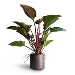 Philodendron Red Beauty 20 Philodendron Red Beauty -Indoor Plants Store Philodendron Red Beauty 27x90cm Angle Cylinder Plant Pot Anthracite 30x30cm