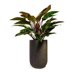 Philodendron Red Beauty 22 Philodendron Red Beauty -Indoor Plants Store Philodendron Red Beauty 27x90cm Plant Pot Cody Ridge Dark Grey