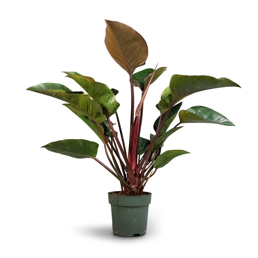 Philodendron Red Beauty 5 Philodendron Red Beauty - Image 3