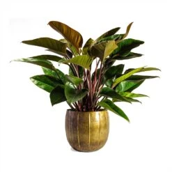 Philodendron Red Beauty 19 Philodendron Red Beauty -Indoor Plants Store Philodendron Red Beauty 27x90cmPlant Pot Gusto Old Brown