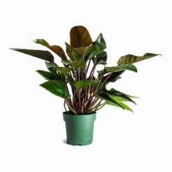 Philodendron Red Beauty 21 Philodendron Red Beauty -Indoor Plants Store Philodendron Red Beauty Houseplant 27x90cm