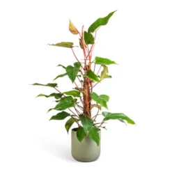 Philodendron Erubescens Red Emerald - Moss Pole -Indoor Plants Store Philodendron Red Emerald 18x85cm Lisbon Plant Pot Sage 24x24cm b1e72d20 1903 40ca beb4 5a1da434b62b