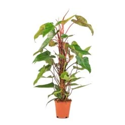 Philodendron Erubescens Red Emerald - Moss Pole -Indoor Plants Store Philodendron Red Emerald 19x85cm