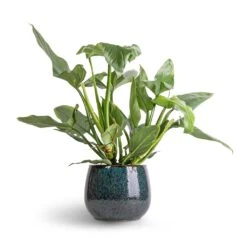 Philodendron Hastatum Silver Queen -Indoor Plants Store Philodendron Silver Queen 17x50 Odile Plant Pot Petrol 24x19cm