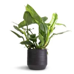 Philodendron Hastatum Silver Queen -Indoor Plants Store Philodendron Silver Queen 17x50cm Norell Plant Pot Black 25x24cm