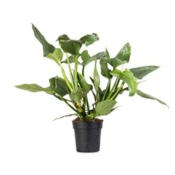 Philodendron Hastatum Silver Queen -Indoor Plants Store Philodendron Silver Queen