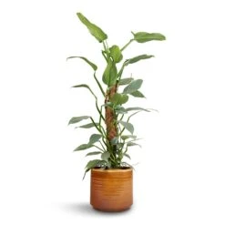 Philodendron Hastatum Silver Queen - Moss Pole -Indoor Plants Store Philodendron Silver Queen Moss Pole 17x65cm Jordy Plant Pot Caramel 20x18cm