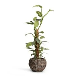 Luxe Lite Moon Globe Planter - Bronze -Indoor Plants Store Philodendron Silver Queen Moss Pole 17x65cm Luxe Lite Moon Globe Planter Bronze 28x20cm