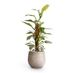Ryan Plant Pot - White Black -Indoor Plants Store Philodendron Silver Queen Moss Pole 17x65cm Ryan Plant Pot White Black 26x26cm