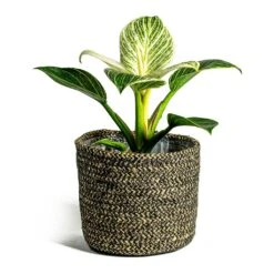 Philodendron Birkin - White Wave 31 Philodendron Birkin - White Wave -Indoor Plants Store Philodendron White Wave Maartje Plant Baskets Set of 5 black ea2fd914 3fc3 471b 9a08 e55525747cbc