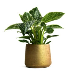 Philodendron Birkin - White Wave 22 Philodendron Birkin - White Wave -Indoor Plants Store Philodendron White Wave Patt Plant Pot Metallic Gold