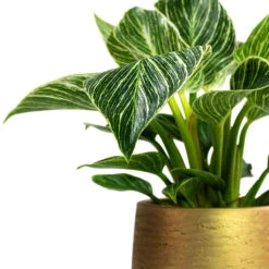 Philodendron Birkin - White Wave 30 Philodendron Birkin - White Wave -Indoor Plants Store Philodendron White Wave Patt Plant Pot Metallic Gold Close Up