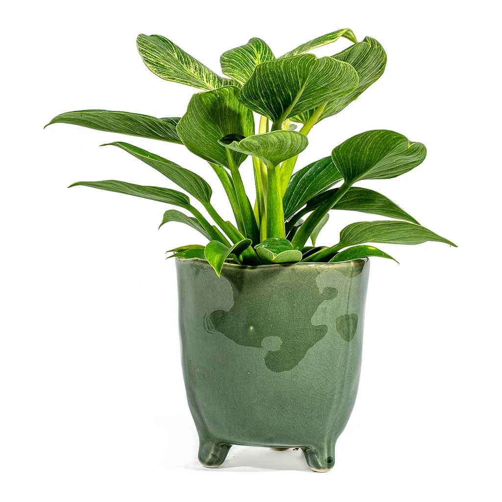 Philodendron Birkin - White Wave 19 Philodendron Birkin - White Wave - Image 17