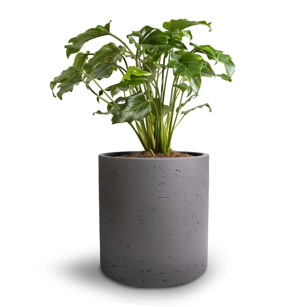 Puk Plant Pot - Black Washed 12 Puk Plant Pot - Black Washed - Image 10
