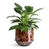 Philodendron Erubescens Green Princess -Indoor Plants Store Philodendron erubescens Green Princess 12x25cm Noud Plant Pot Marrakesh 17x15cm