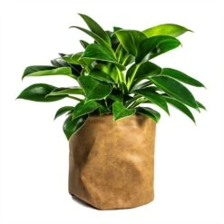Philodendron Erubescens Green Princess -Indoor Plants Store Philodendron erubescens Green Princess 12x25cm Plant Pot Juna Cognac 25x25cm