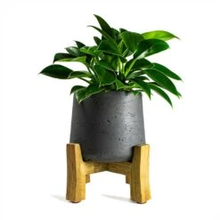 Philodendron Erubescens Green Princess -Indoor Plants Store Philodendron erubescens Green Princess 12x25cm Plant Pot Patt Low Stand Black Washed 20x21cm