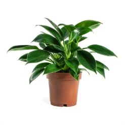Philodendron Erubescens Green Princess -Indoor Plants Store Philodendron erubescens GreenPrincess Houseplant 12x25cm