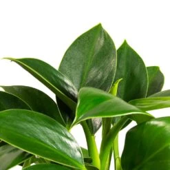 Philodendron Erubescens Green Princess -Indoor Plants Store Philodendron erubescens GreenPrincess Houseplant Far Leaf 12x25cm