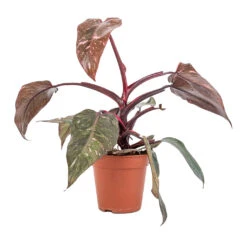 Philodendron Erubescens Pink Princess 19 Philodendron Erubescens Pink Princess -Indoor Plants Store Philodendron erubescens Pink Princess 12x25cm 2