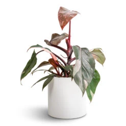 Philodendron Erubescens Pink Princess 20 Philodendron Erubescens Pink Princess -Indoor Plants Store Philodendron erubescens Pink Princess 12x25cm Puk Essentials Planter Matt White 15x15cm