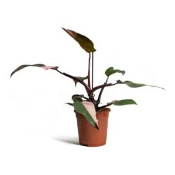 Philodendron Erubescens Pink Princess 17 Philodendron Erubescens Pink Princess -Indoor Plants Store Philodendron erubescens Pink Princess 17x50cm