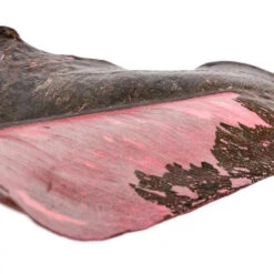 Philodendron Erubescens Pink Princess 23 Philodendron Erubescens Pink Princess -Indoor Plants Store Philodendron erubescens Pink Princess SWATCH 2