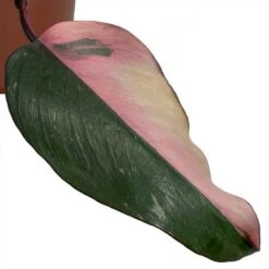 Philodendron Erubescens Pink Princess 26 Philodendron Erubescens Pink Princess -Indoor Plants Store Philodendron erubescens Pink Princess smallleaf