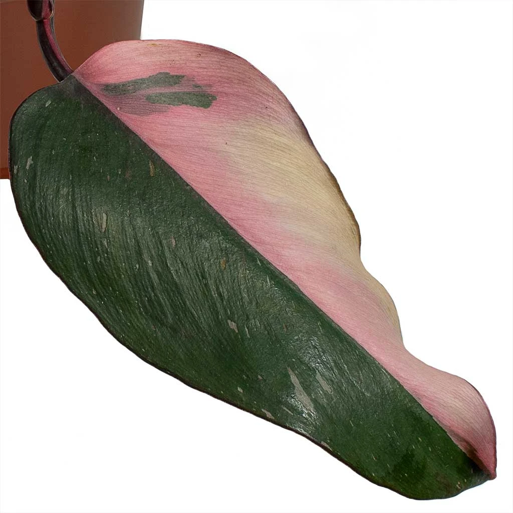 Philodendron Erubescens Pink Princess 14 Philodendron Erubescens Pink Princess - Image 12