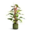 Philodendron Erubescens Red Emerald - Moss Pole 1 Philodendron Erubescens Red Emerald - Moss Pole -Indoor Plants Store Philodendron erubescens Red Emerald Moss Pole 19x100cm Flor Plant Pot Green 21x19cm 67890bc4 6773 4779 9718 2472cc9669e8