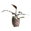 Philodendron Erubescens Pink Princess -Indoor Plants Store Philodendron erubescens pink Princess Houseplant 17x50cm Plant Pot Kaat Old Pink 20x20cm