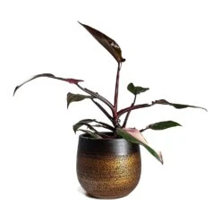 Philodendron Erubescens Pink Princess 24 Philodendron Erubescens Pink Princess -Indoor Plants Store Philodendron erubescens pink Princess Houseplant 17x50cm Plant Pot MYA Mocha 22x20cm