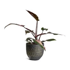 Philodendron Erubescens Pink Princess 25 Philodendron Erubescens Pink Princess -Indoor Plants Store Philodendron erubescens pink Princess Houseplant 17x50cm Plant Pot Rinca Shiny Black 21x19cm