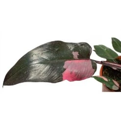 Philodendron Erubescens Pink Princess 21 Philodendron Erubescens Pink Princess -Indoor Plants Store Philodendron erubescens pink Princess large leaf