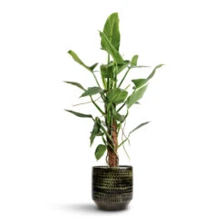 Sanna Plant Pot - Moss Green -Indoor Plants Store Philodendron hastatum Silver Queen Moss Pole 17x65cm Sanna Plant Pot Moss Green 25x23cm d6f2d50f c0c4 434d 93ca 44f136a06d4f