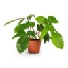 Philodendron Pedatum - Oak Leaf Philodendron -Indoor Plants Store Philodendron pedatum Oak Leaf Philodendron 12x25cm