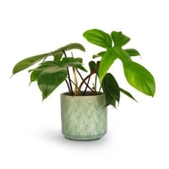 Philodendron Pedatum - Oak Leaf Philodendron -Indoor Plants Store Philodendron pedatum Oak Leaf Philodendron 12x25cm Barcelona Plant Pot Jade Green Celadon 14x12cm
