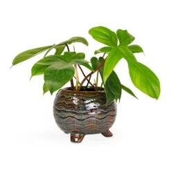 Dewi Plant Pot - Marrakesh -Indoor Plants Store Philodendron pedatum Oak Leaf Philodendron 12x25cm Dewi Plant Pot Marrakesh 18x14cm 276365b0 880c 4158 9e59 828415d627ce