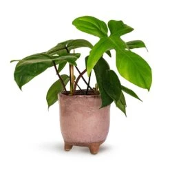 Philodendron Pedatum - Oak Leaf Philodendron -Indoor Plants Store Philodendron pedatum Oak Leaf Philodendron 12x25cm Kaat Plant Pot Old Pink 13x14cm