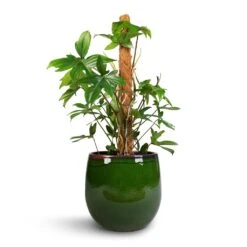 Philodendron Pedatum - Oak Leaf Philodendron - Moss Pole -Indoor Plants Store Philodendron pedatum Oak Leaf Philodendron Moss Pole 21x100cm Charlotte Plant Pot Green 29x25cm