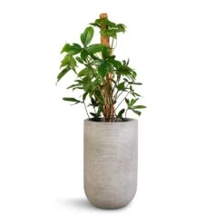 Philodendron Pedatum - Oak Leaf Philodendron - Moss Pole -Indoor Plants Store Philodendron pedatum Oak Leaf Philodendron Moss Pole 21x100cm Cody Plant Vase Ridged Cement 28x45cm