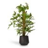 Philodendron Pedatum - Oak Leaf Philodendron - Moss Pole -Indoor Plants Store Philodendron pedatum Oak Leaf Philodendron Moss Pole 21x100cm RaindropTubeRoundPlanter Anthracite 30x26cm