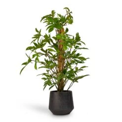 Raindrop Tube Round Planter - Anthracite -Indoor Plants Store Philodendron pedatum Oak Leaf Philodendron Moss Pole 21x100cm RaindropTubeRoundPlanter Anthracite 30x26cm de92da5b c83d 4884 bf57 be27979a39fd